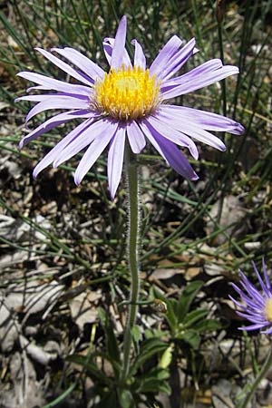 Aster alpinus subsp. cebennensis \ Cevennen-Aster / Cevennes Aster, F Causse Noir 28.5.2009