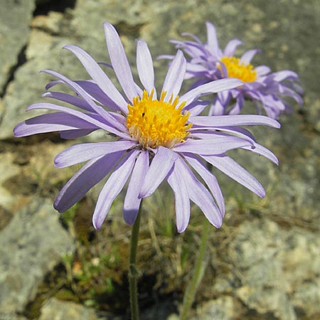 Aster alpinus subsp. cebennensis \ Cevennen-Aster / Cevennes Aster, F Mont Aigoual 29.5.2009