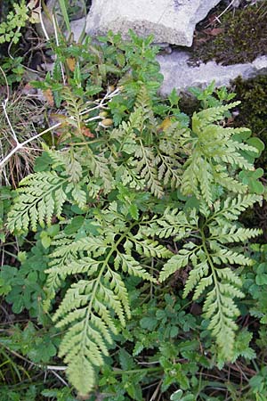 Asplenium adiantum-nigrum \ Schwarzer Streifenfarn / Black Spleenwort, F Saint-Guilhem-le-Desert 1.6.2009