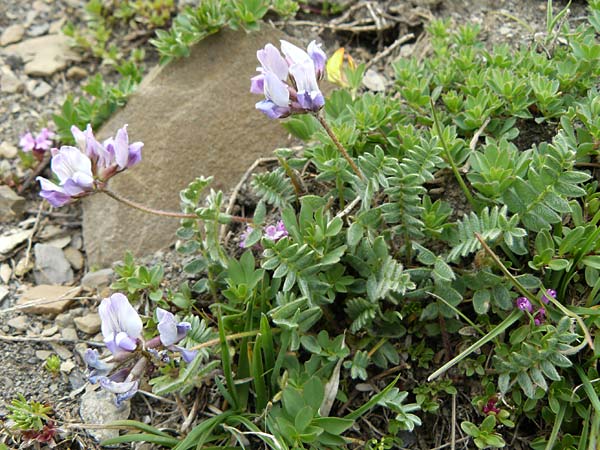 Astragalus danicus \ Dnischer Tragant / Purple Milk-Vetch, F Col de la Bonette 8.7.2016