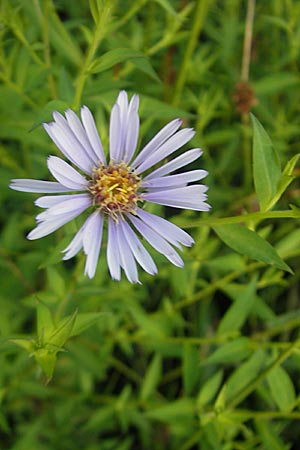 Symphyotrichum novi-belgii \ Neubelgische Herbst-Aster / Michaelmas Daisy, New York Aster, F Auvergne Donjon 27.8.2011