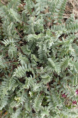 Astragalus danicus \ Dnischer Tragant / Purple Milk-Vetch, F Col de la Bonette 8.7.2016