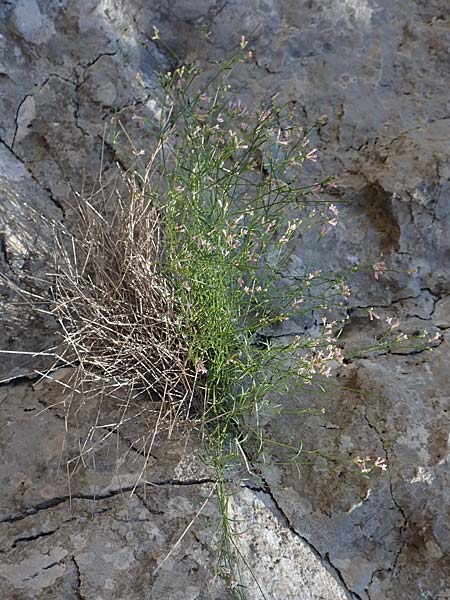 Asperula aristata \ Grannen-Meister / Woodruff, F Pyrenäen/Pyrenees, Gorges de Galamus 23.7.2018