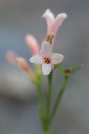 Asperula aristata \ Grannen-Meister / Woodruff, F Pyrenäen/Pyrenees, Gorges de Galamus 23.7.2018