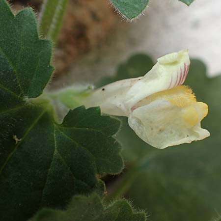 Asarina procumbens \ Nierenblttriges Lwenmaul, F Pyrenäen, Mantet 28.7.2018