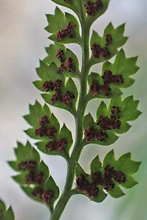 Asplenium fontanum \ Jura-Streifenfarn, F Pyrenäen, Caranca - Schlucht 30.7.2018