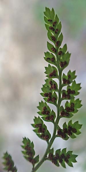 Asplenium fontanum \ Jura-Streifenfarn, F Pyrenäen, Caranca - Schlucht 30.7.2018