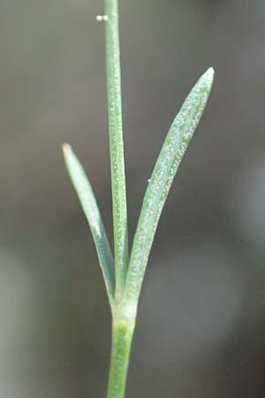 Asperula aristata \ Grannen-Meister, F Pyrenäen, Caranca - Schlucht 30.7.2018