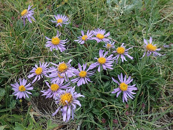 Aster alpinus \ Alpen-Aster, F Pyrenäen, Eyne 4.8.2018