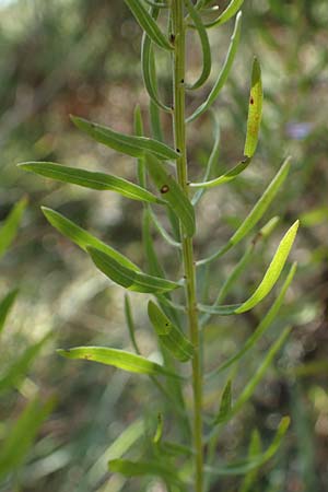 Galatella sedifolia \ Raue Aster, Steppen-Aster / Rhone Aster, F La Turbie 7.10.2021