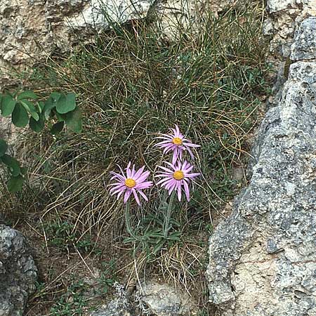 Aster alpinus subsp. cebennensis \ Cevennen-Aster, F Causse du Larzac 21.6.1985