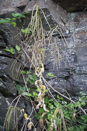 Arabis turrita \ Turm-Gnsekresse, F Valleraugue 8.6.2006