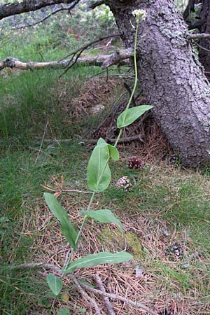 Arabis pauciflora \ Armblütige Gänsekresse, F Pyrenäen, Eyne 25.6.2008