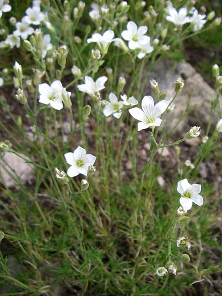 Arenaria tmolea ? \ Tmolos-Sandkraut / Mount Tmolos Sandwort, F Vogesen/Vosges, Botan. Gar.  Haut Chitelet 5.8.2008