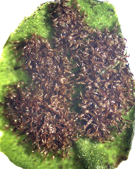 Asplenium trichomanes subsp. trichomanes \ Silikatliebender Brauner Streifenfarn / Spleenwort, F Erstein 16.3.2013