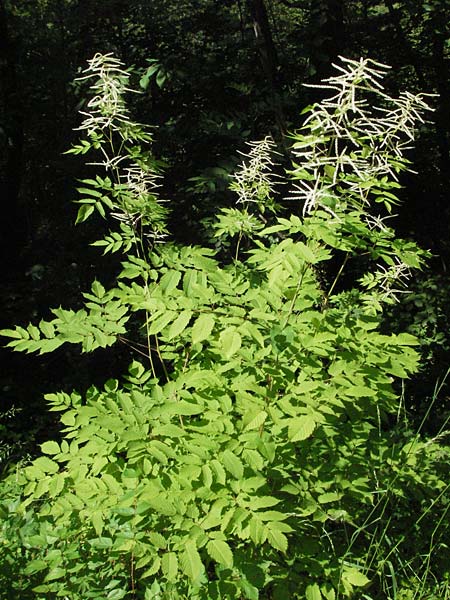 Aruncus dioicus / Goat's Beard, F Allevard 11.6.2006