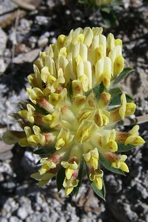 Anthyllis vulneraria subsp. vulnerarioides \ Falscher Wundklee / False Kidney Vetch, F Pyrenäen/Pyrenees, Latour de Carol 26.6.2008