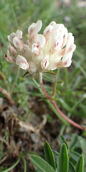 Anthyllis vulneraria subsp. vulnerarioides \ Falscher Wundklee / False Kidney Vetch, F Col de la Bonette 8.7.2016