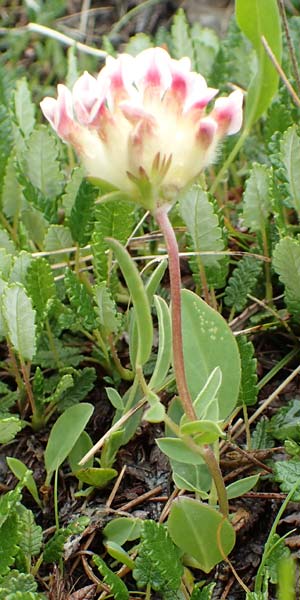 Anthyllis vulneraria subsp. vulnerarioides \ Falscher Wundklee / False Kidney Vetch, F Col de la Bonette 8.7.2016