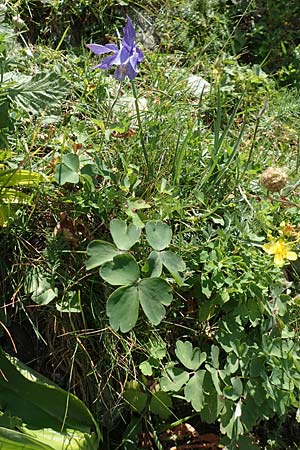 Aquilegia vulgaris \ Gemeine Akelei, F Pyrenäen, Eyne 4.8.2018