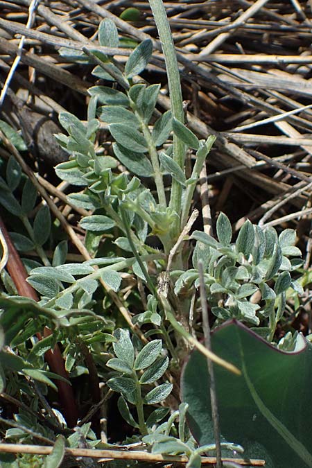 Astragalus vesicarius subsp. vesicarius \ Blasen-Tragant, Aufgeblasener Tragant, F Caussols 2.5.2023