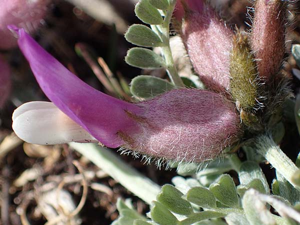 Astragalus vesicarius subsp. vesicarius \ Blasen-Tragant, Aufgeblasener Tragant / Inflated Milk-Vetch, F Caussols 2.5.2023