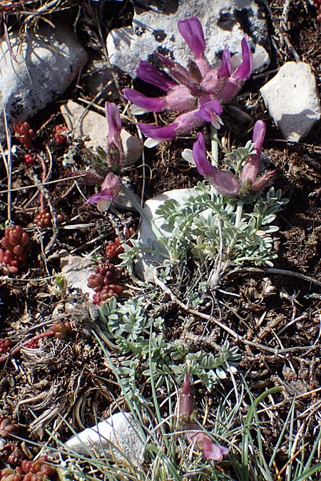 Astragalus vesicarius subsp. vesicarius \ Blasen-Tragant, Aufgeblasener Tragant, F Caussols 2.5.2023