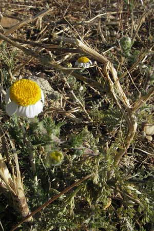 Anacyclus clavatus \ Keulen-Bertram, F Dept. Gard, Remoulins 7.6.2006