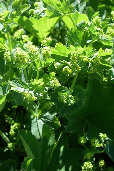 Alchemilla xanthochlora \ Gelbgrner Frauenmantel / Intermediate Lady's Mantle, F Col de Lautaret Botan. Gar. 28.6.2008