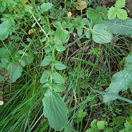 Barbarea intermedia \ Mittleres Barbarakraut / Medium-Flowered Winter Cress, F Causse du Larzac 14.5.2007