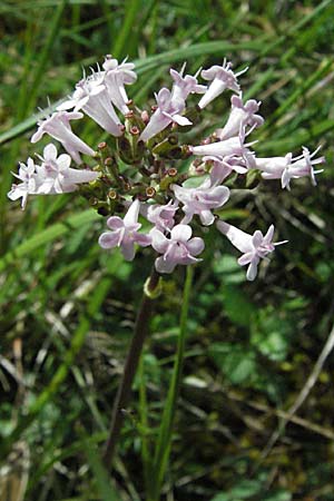 Valeriana tuberosa \ Knolliger Baldrian / Tuberous Valerian, F Causse du Larzac 15.5.2007