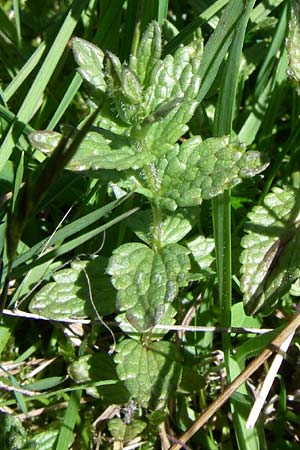 Bartsia alpina \ Alpenhelm / Velvetbells, F Col de Saisies 21.6.2008