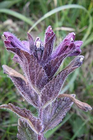 Bartsia alpina \ Alpenhelm, F Col du Galibier 21.6.2008