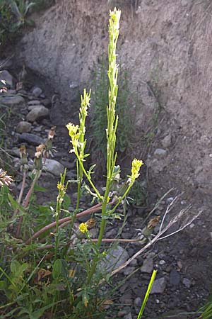 Barbarea stricta \ Steifes Barbarakraut / Small-Flowered Winter Cress, F Col de Granon 22.6.2008