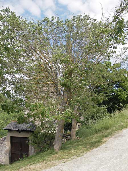 Morus nigra / Common Mulberry, F Saint Veran (Dourbie) 30.5.2009