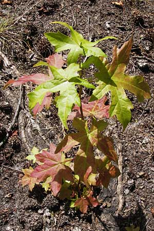 Liquidambar styraciflua \ Amber-Baum / Sweet Gum Tree, F Labouheyre 18.8.2012