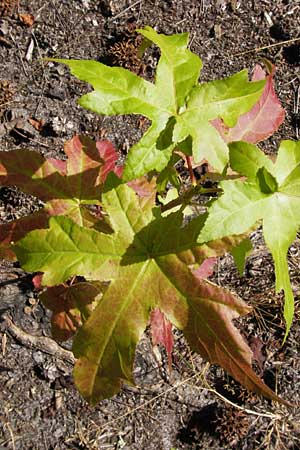 Liquidambar styraciflua \ Amber-Baum, F Labouheyre 18.8.2012