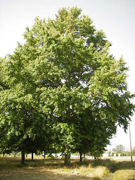 Liquidambar styraciflua \ Amber-Baum, F Labouheyre 18.8.2012