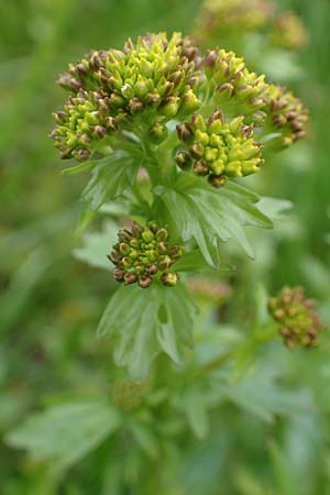 Barbarea vulgaris \ Gewhnliches Barbarakraut / Winter Cress, F Dijon 28.4.2023