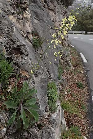 Brassica oleracea subsp. acephala / Cale, F Grasse 15.3.2024