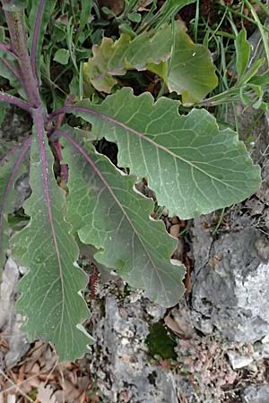 Brassica oleracea subsp. acephala / Cale, F Grasse 15.3.2024