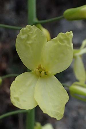 Brassica oleracea subsp. acephala / Cale, F Grasse 15.3.2024