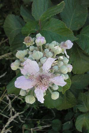 Rubus fruticosus agg. \ Brombeere / Bramble, Blackberry, F S. Gilles 7.6.2006