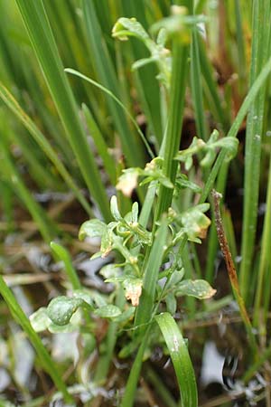 Barbarea bracteosa \ Deckblatt-Barbarakraut / Bracteous Winter Cress, F Col de la Bonette 8.7.2016