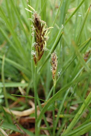 Blysmus compressus \ Platthalm-Quellried, Zusammengedrckte Quellbinse / Flat-Sedge, F Col de la Bonette 8.7.2016