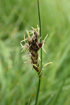 Blysmus compressus \ Platthalm-Quellried, Zusammengedrckte Quellbinse, F Col de la Bonette 8.7.2016