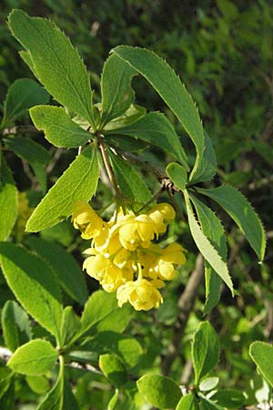 Berberis vulgaris / Barberry, F Serres 12.5.2007