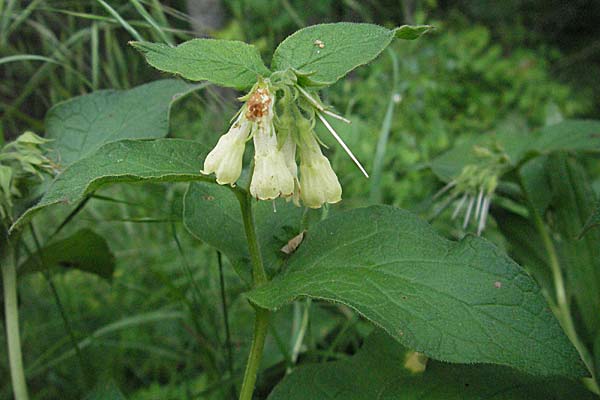 Symphytum tuberosum \ Knotiger Beinwell / Tuberous Comfrey, F Causse du Larzac 16.5.2007