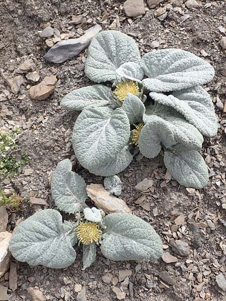 Berardia lanuginosa / Berardia, F Col de la Bonette 8.7.2016