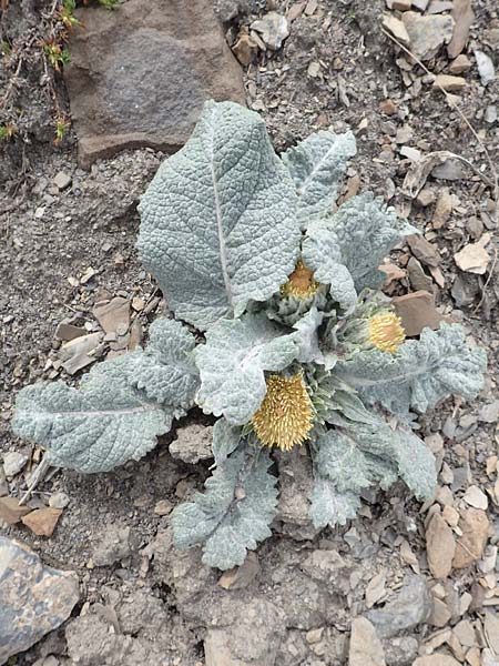 Berardia lanuginosa \ Berardie / Berardia, F Col de la Bonette 8.7.2016